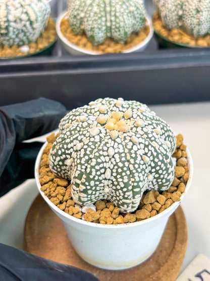 Astrophytum Star Shape (at2) (y5) | Rare Cactus