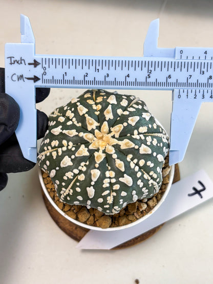 Astrophytum V-Type (at5) (b7) | Star Cactus