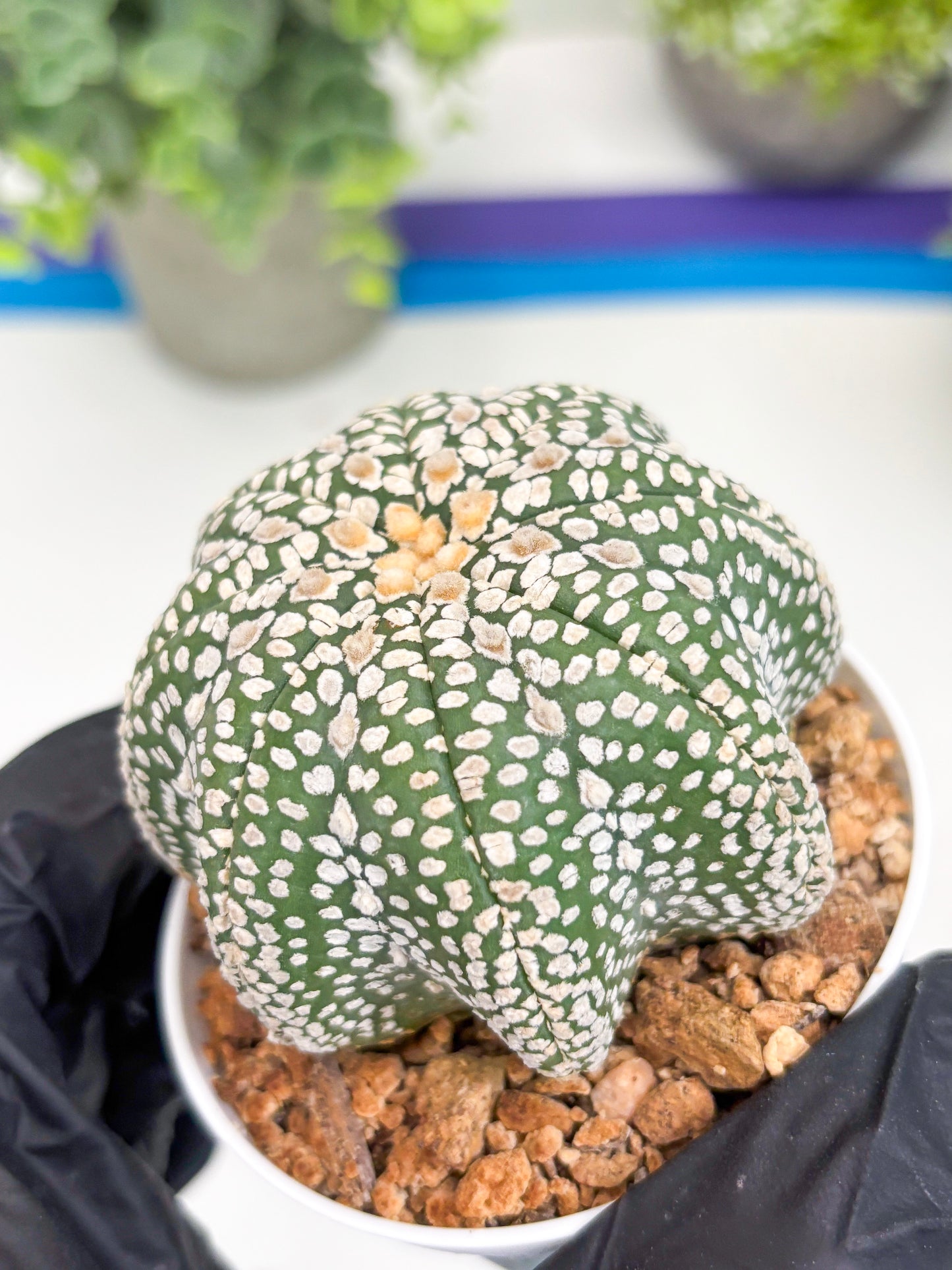 Astrophytum Super Kabuto Star Shape (t3) (p3) | 3" Pot