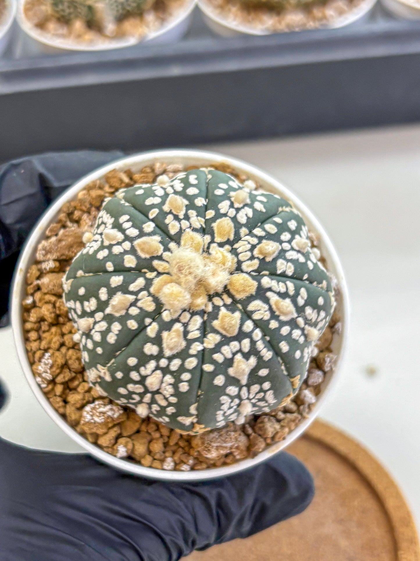 Astrophytum Super Kabuto (at1) (07) | Collection Plant | Rare Cactus