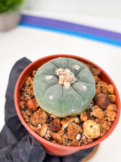 Spineless Cactus (Lo2) (o1) | For Advanced Growers