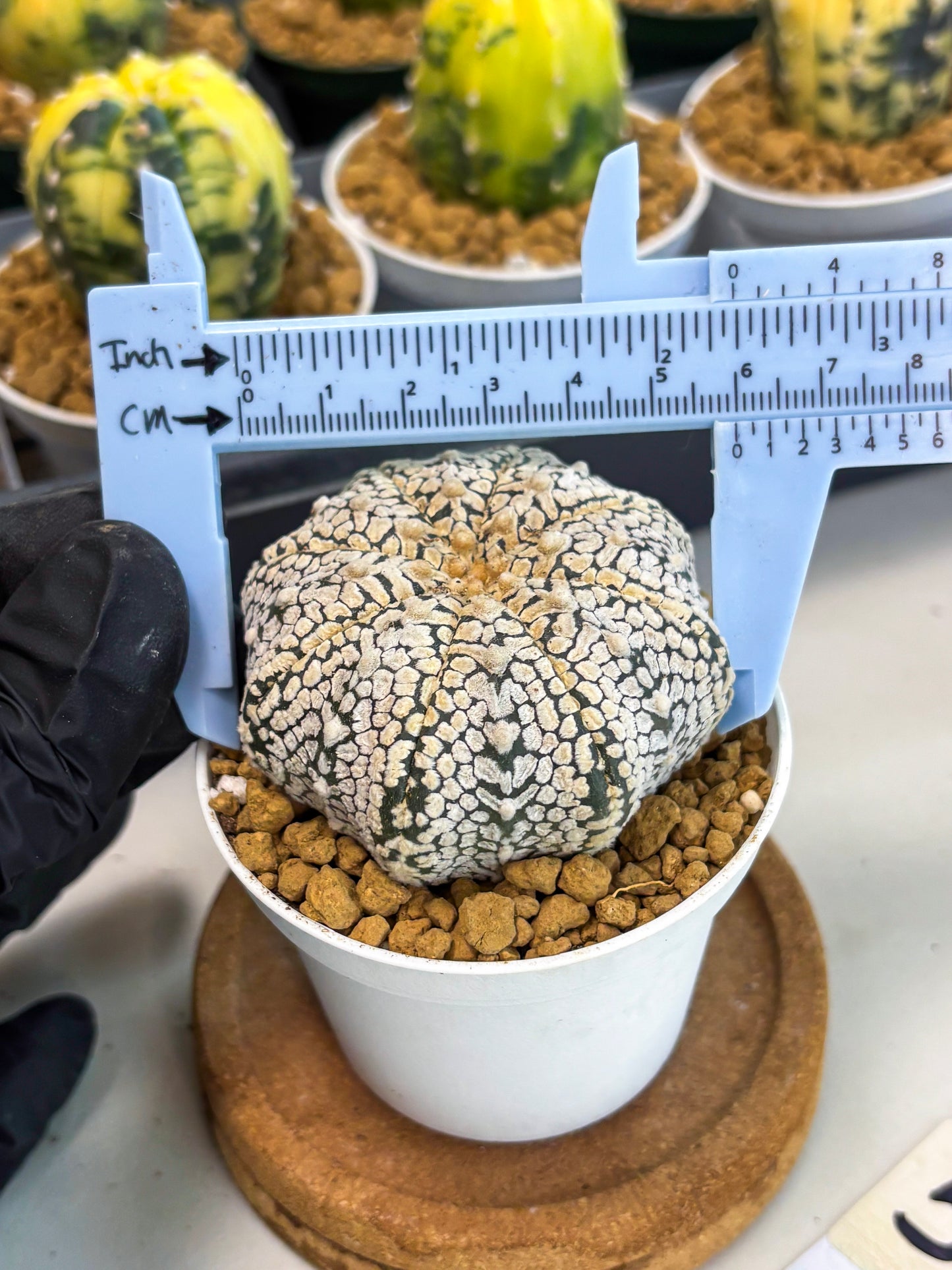 Astrophytum V-Type (at1) (p5) | Imported Cactus