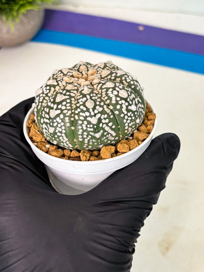 Astrophytum V-Type (at5) (p2) | Rare imported Plant