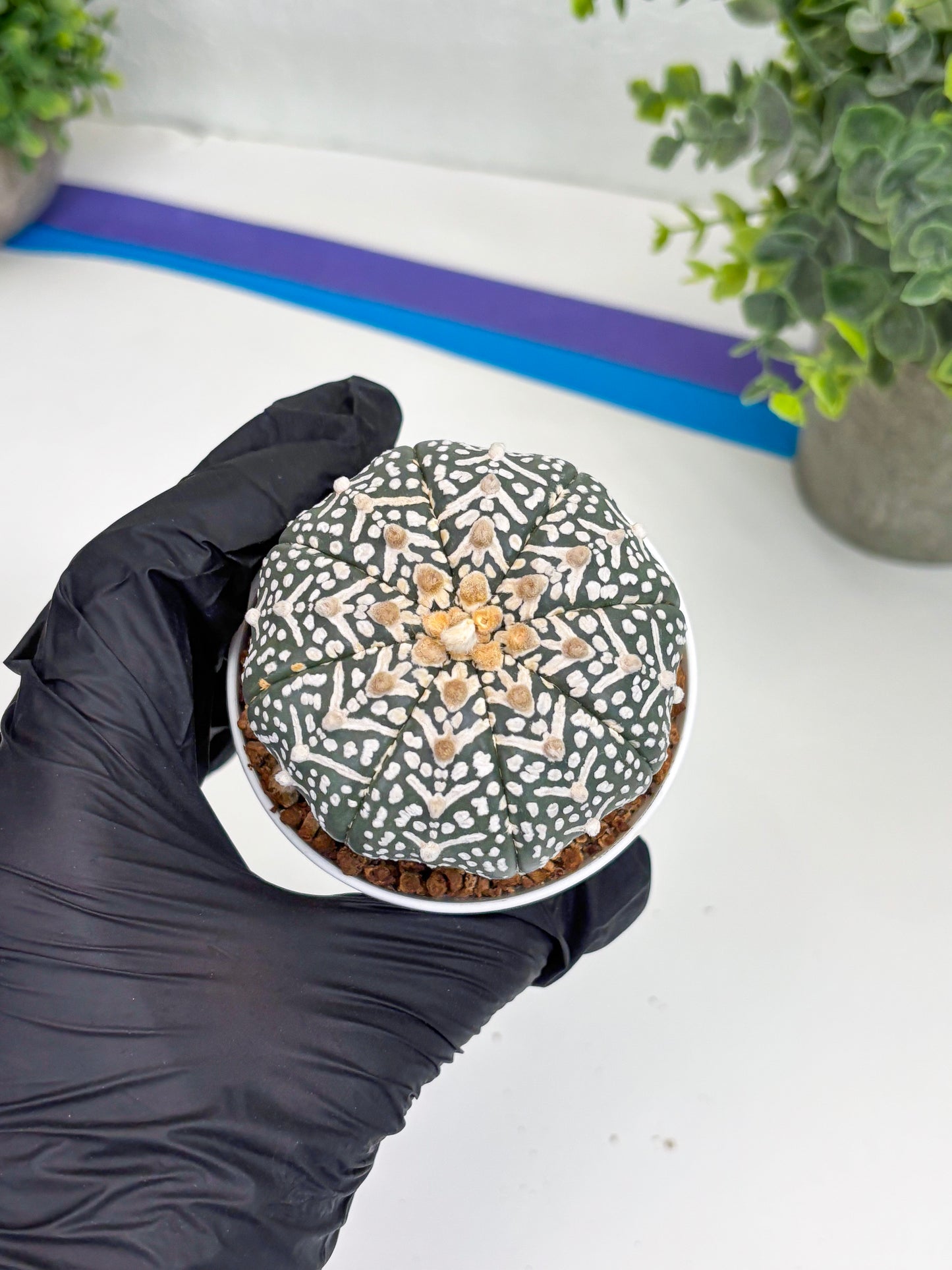 Astrophytum Super Kabuto V Type (T4) (b4) | Las Vegas Seller