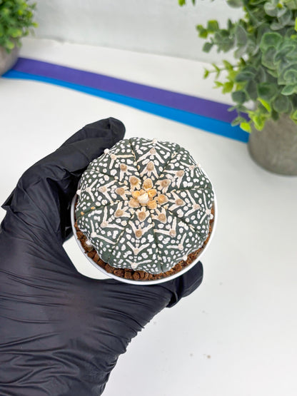 Astrophytum Super Kabuto V Type (T4) (b4) | Las Vegas Seller