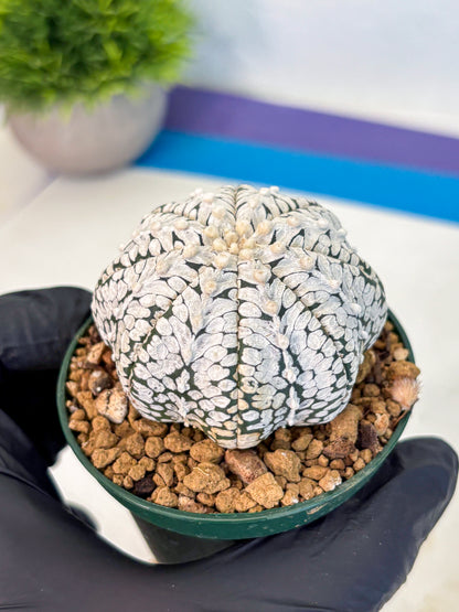 Astrophytum V Type (at2) (02) | Live Plant | Rare Collection