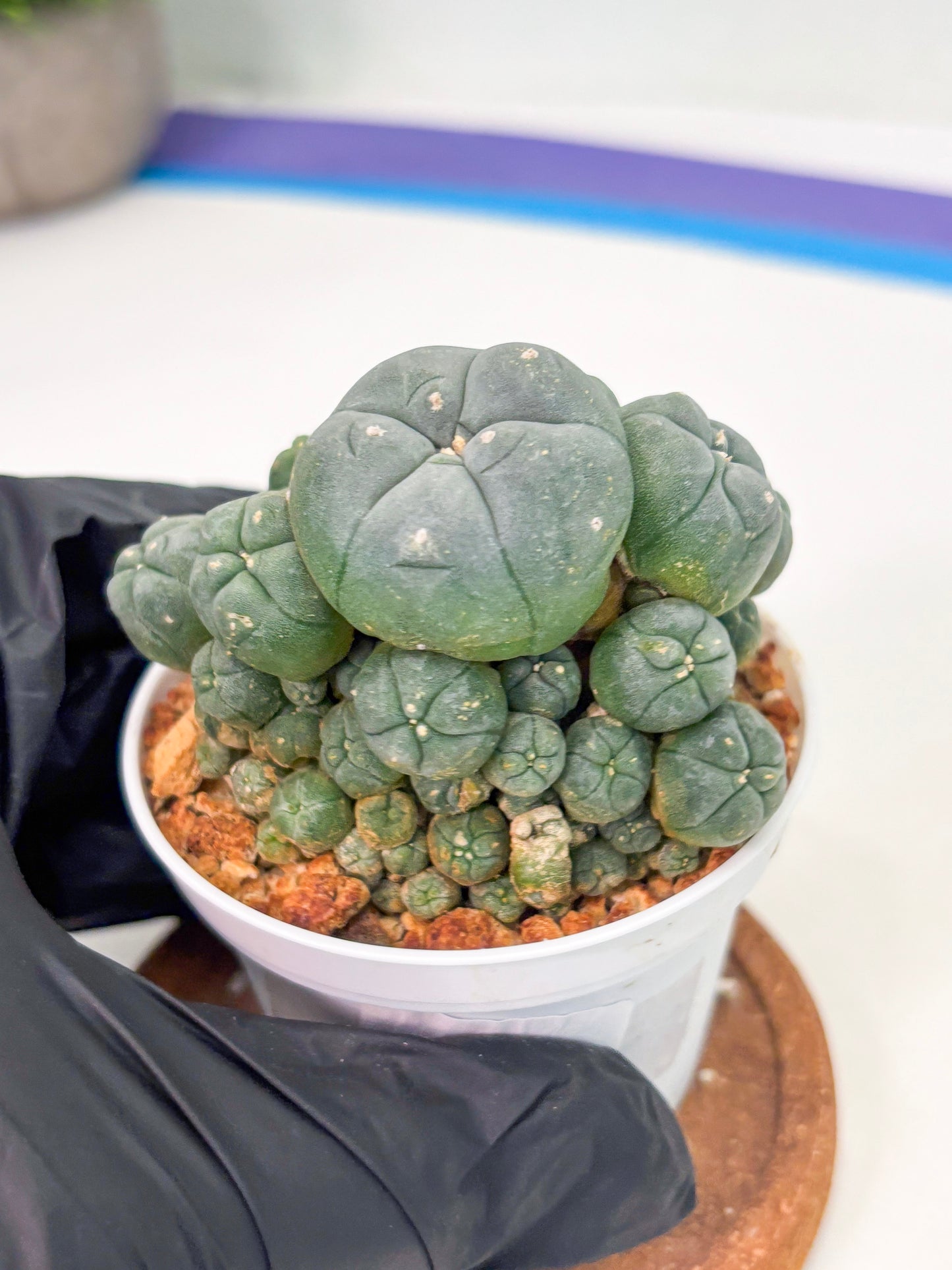 Spineless Cactus (Lo1) (p3) | For Advanced Growers