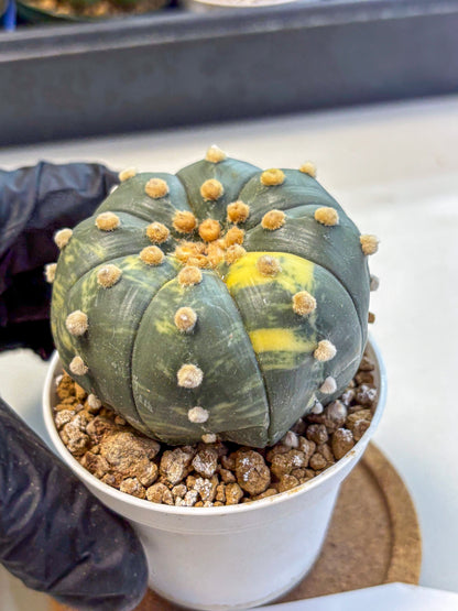 Astrophytum Variegated (at9) (03) | Rare Plant | Live Cactus