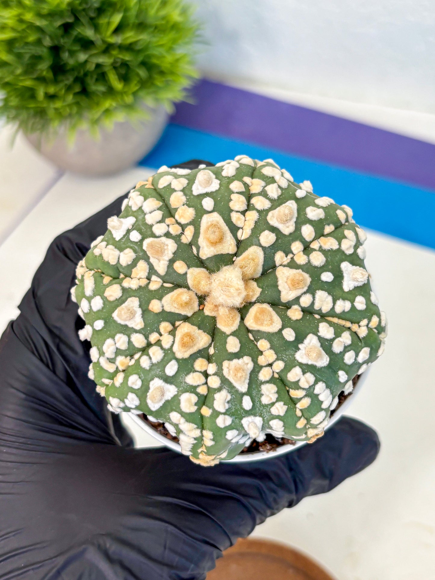 Astrophytum V Type (at4) (07) | Star Cactus