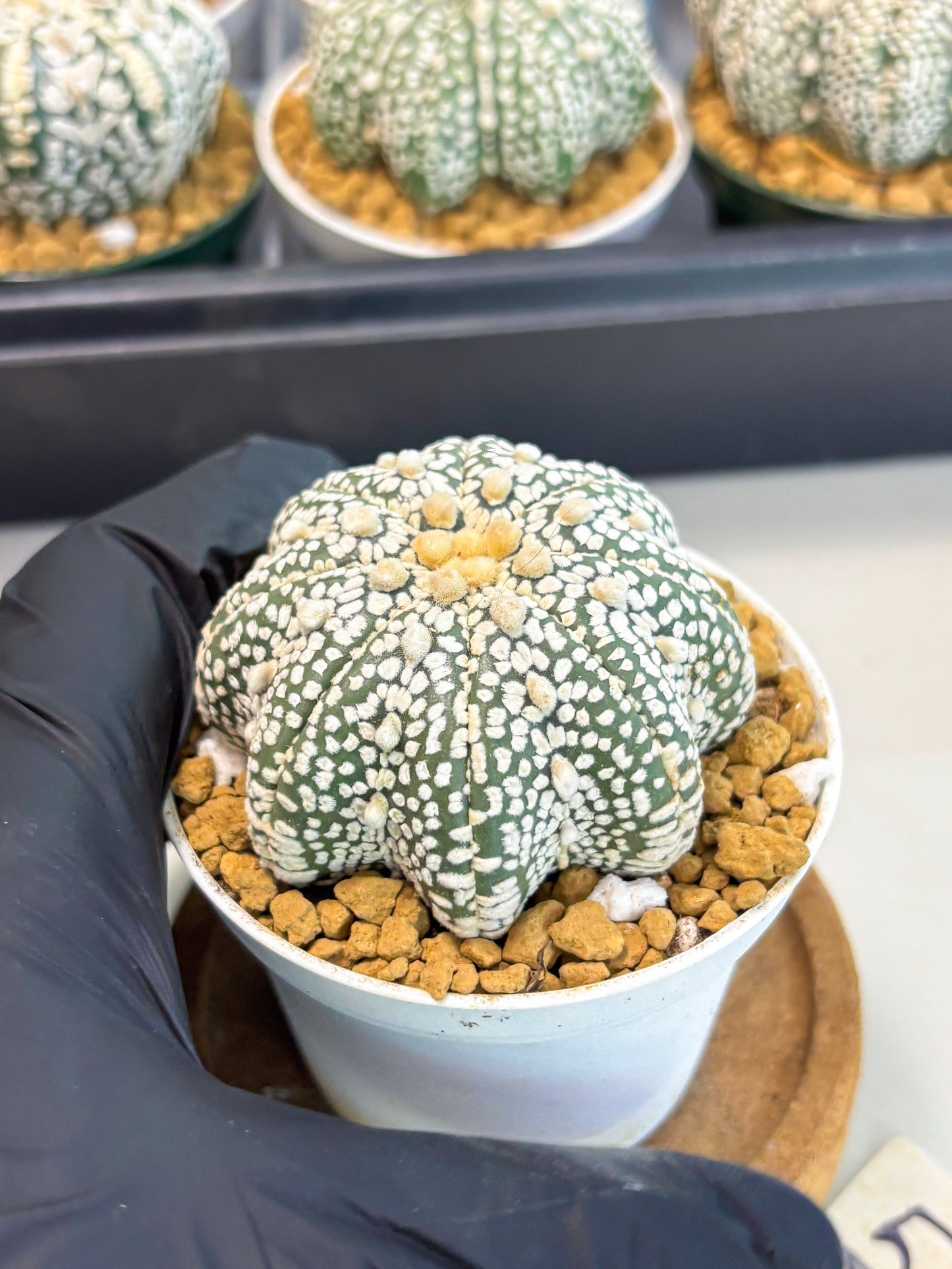 Astrophytum Star Shape (at2) (y5) | Rare Cactus