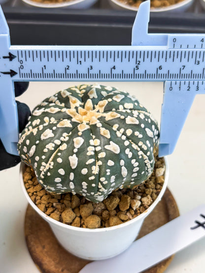 Astrophytum V-Type (at5) (b7) | Star Cactus