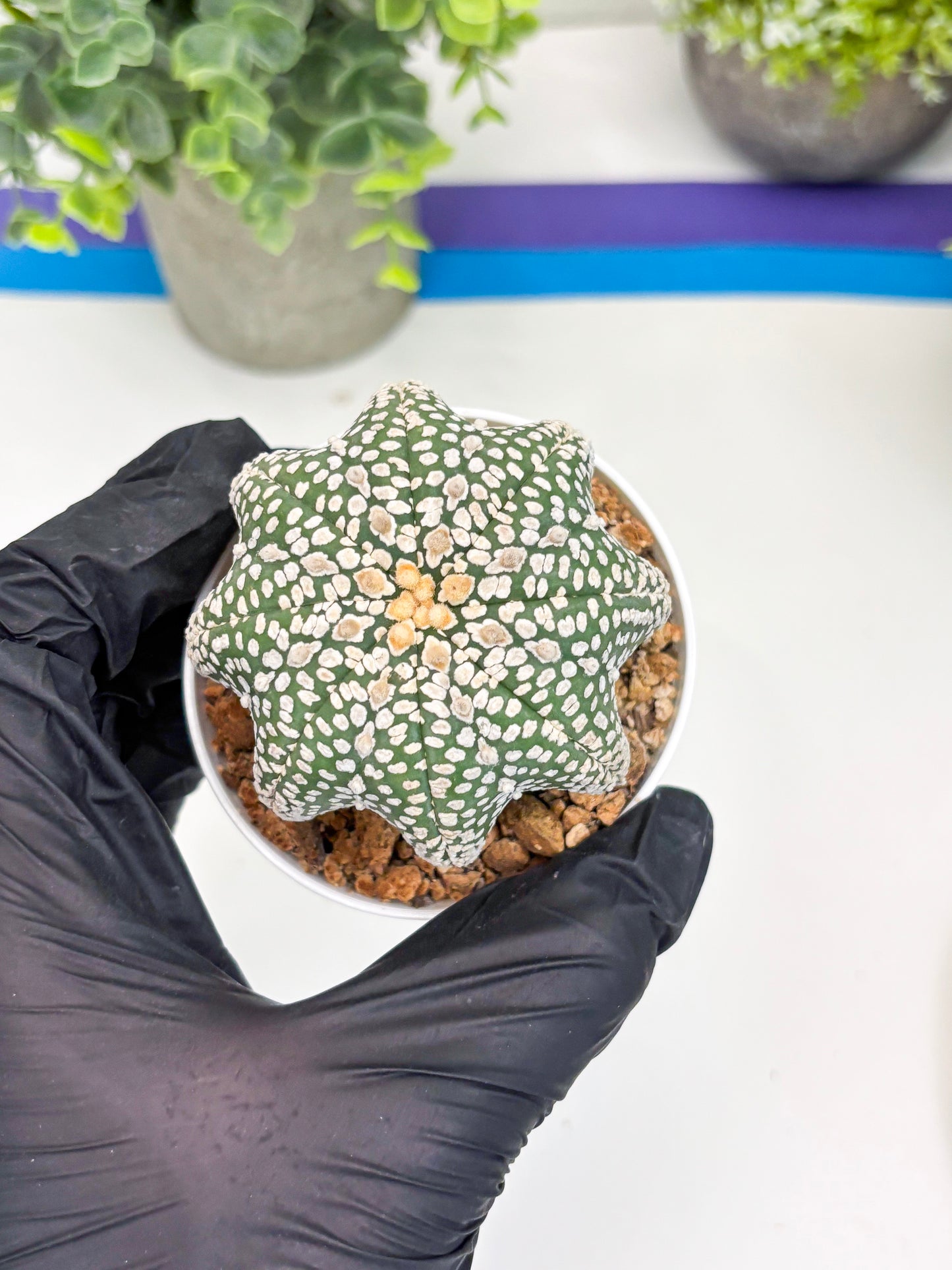 Astrophytum Super Kabuto Star Shape (t3) (p3) | 3" Pot