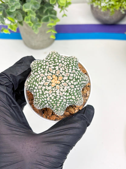 Astrophytum Super Kabuto Star Shape (t3) (p3) | 3" Pot