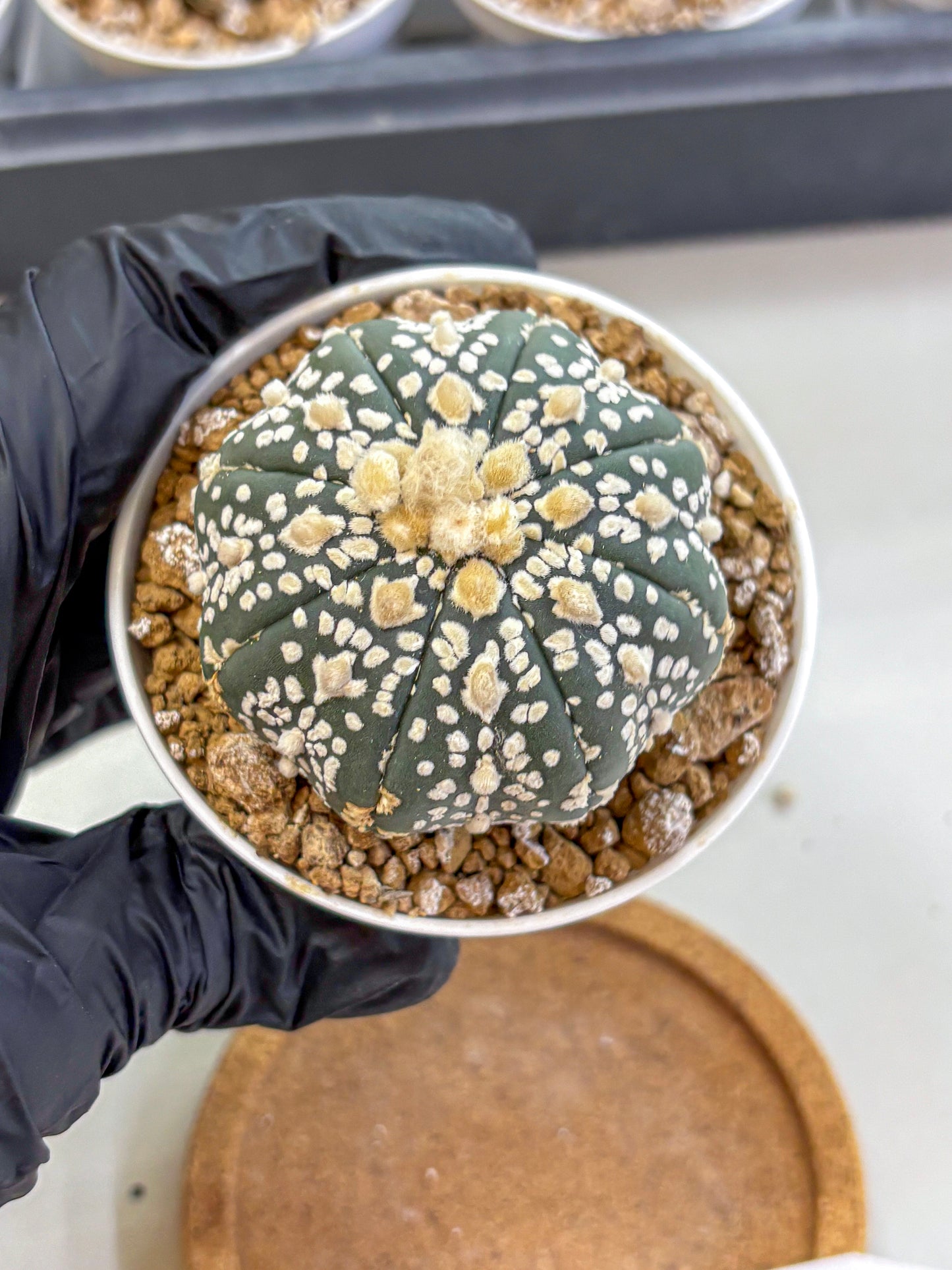 Astrophytum Super Kabuto (at1) (07) | Collection Plant | Rare Cactus
