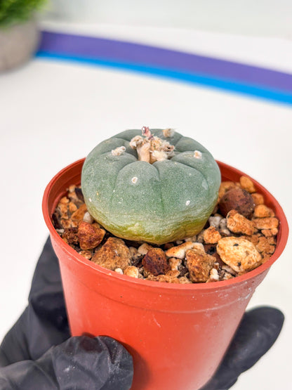 Spineless Cactus (Lo2) (o1) | For Advanced Growers