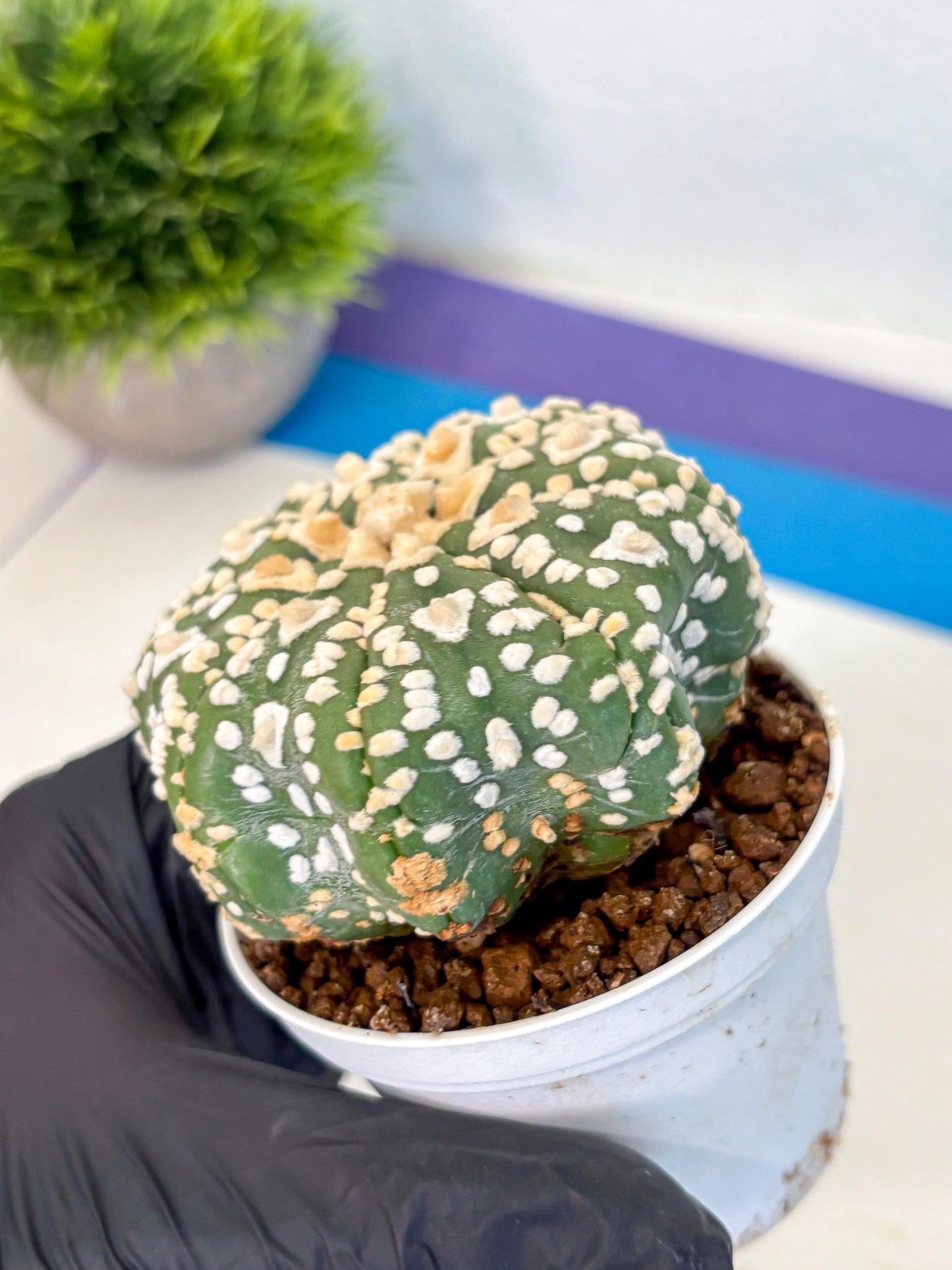 Astrophytum V Type (at4) (07) | Star Cactus