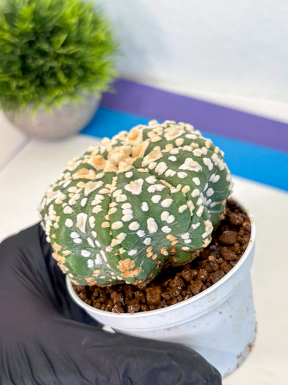 Astrophytum V Type (at4) (07) | Star Cactus