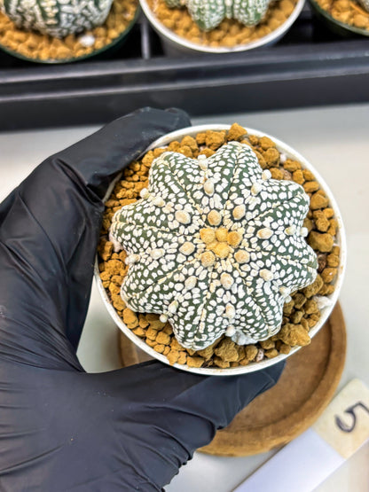 Astrophytum Star Shape (at2) (y5) | Rare Cactus