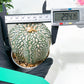 Astrophytum Super Kabuto (#T6A) | Nevada Botanical Shop | 3" Pot