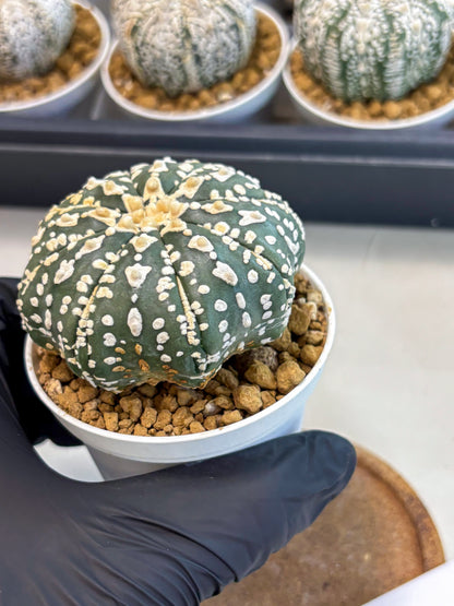 Astrophytum V-Type (at5) (b7) | Star Cactus