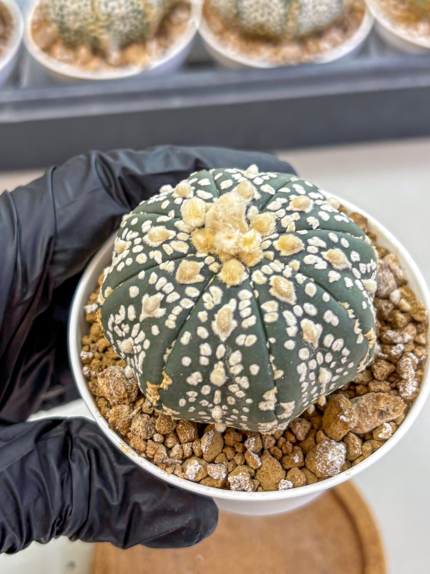 Astrophytum Super Kabuto (at1) (07) | Collection Plant | Rare Cactus