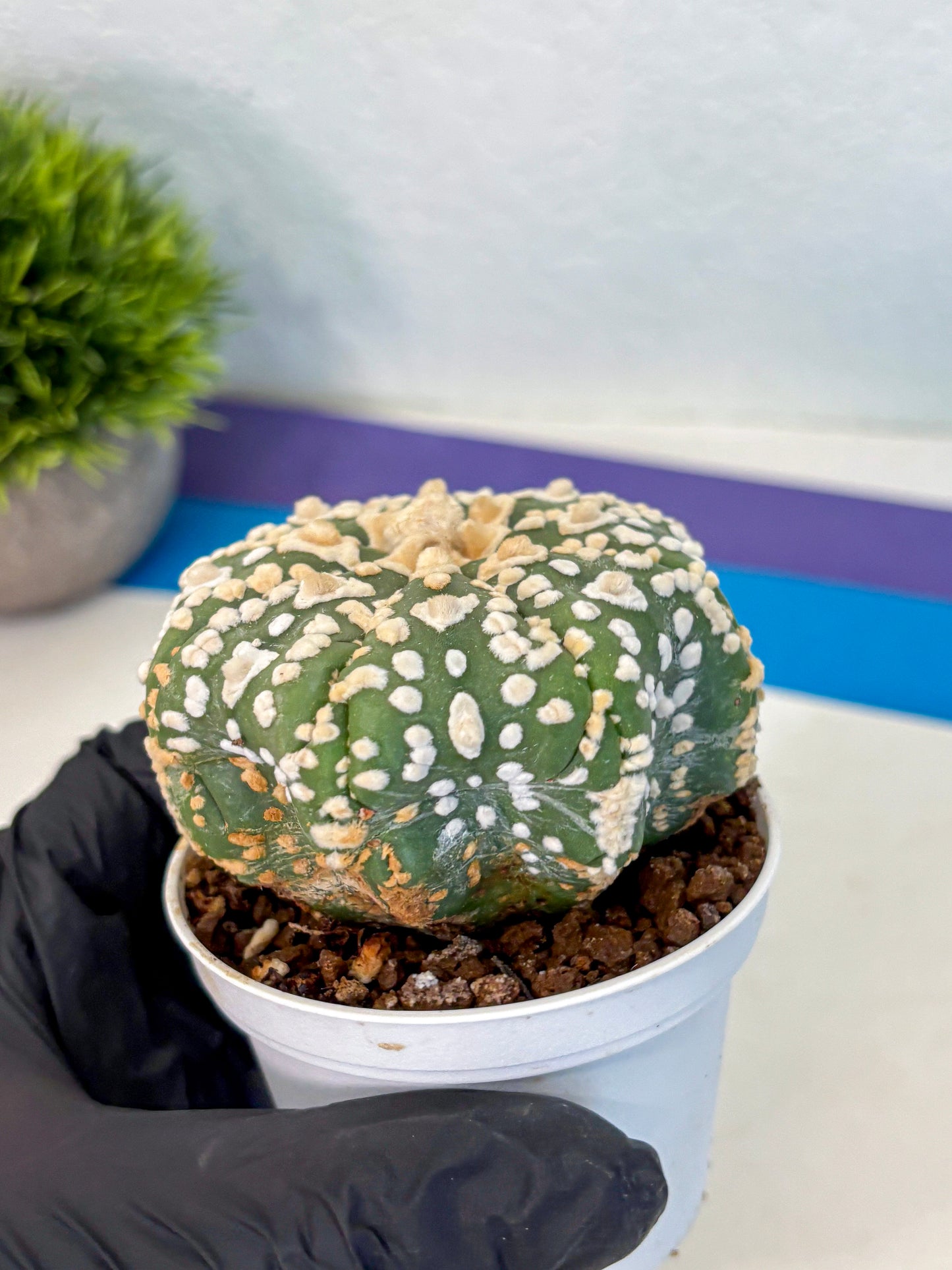 Astrophytum V Type (at4) (07) | Star Cactus