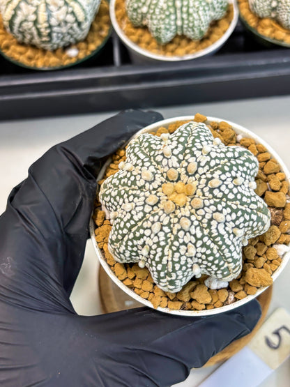 Astrophytum Star Shape (at2) (y5) | Rare Cactus