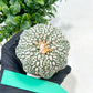 Astrophytum Super Kabuto (#T6A) | Nevada Botanical Shop | 3" Pot
