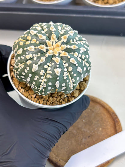 Astrophytum V-Type (at5) (b7) | Star Cactus