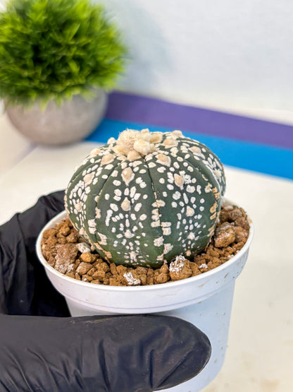 Astrophytum Super Kabuto (at1) (07) | Collection Plant | Rare Cactus