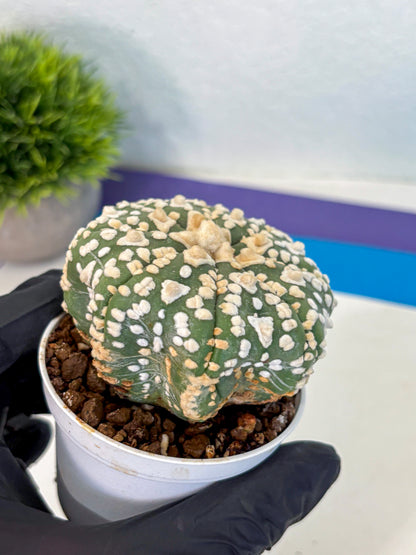 Astrophytum V Type (at4) (07) | Star Cactus