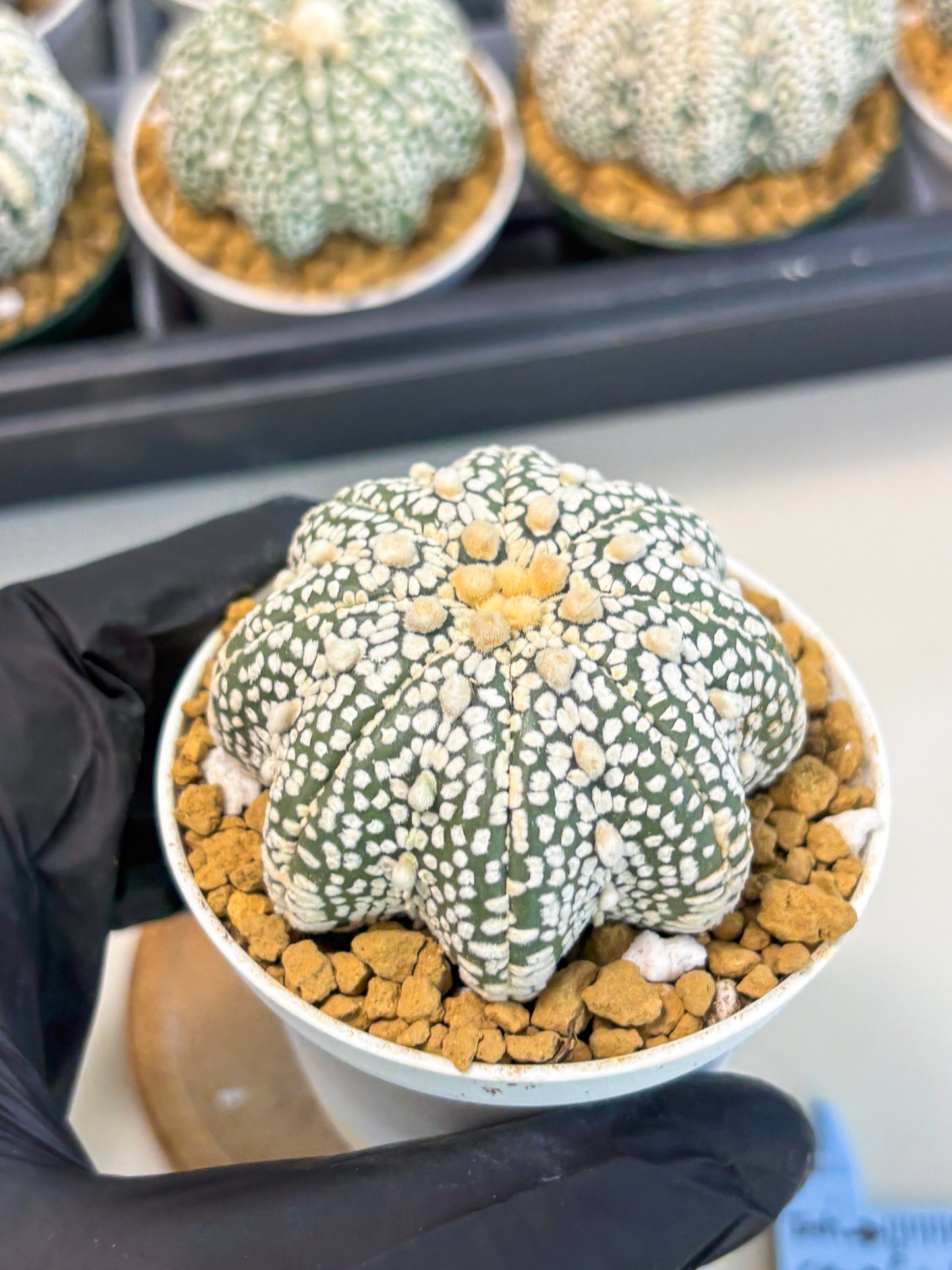 Astrophytum Star Shape (at2) (y5) | Rare Cactus