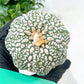 Astrophytum Super Kabuto (#T6A) | Nevada Botanical Shop | 3" Pot