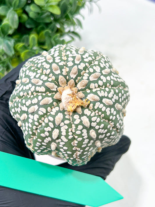 Astrophytum Super Kabuto (#T6A) | Nevada Botanical Shop | 3" Pot