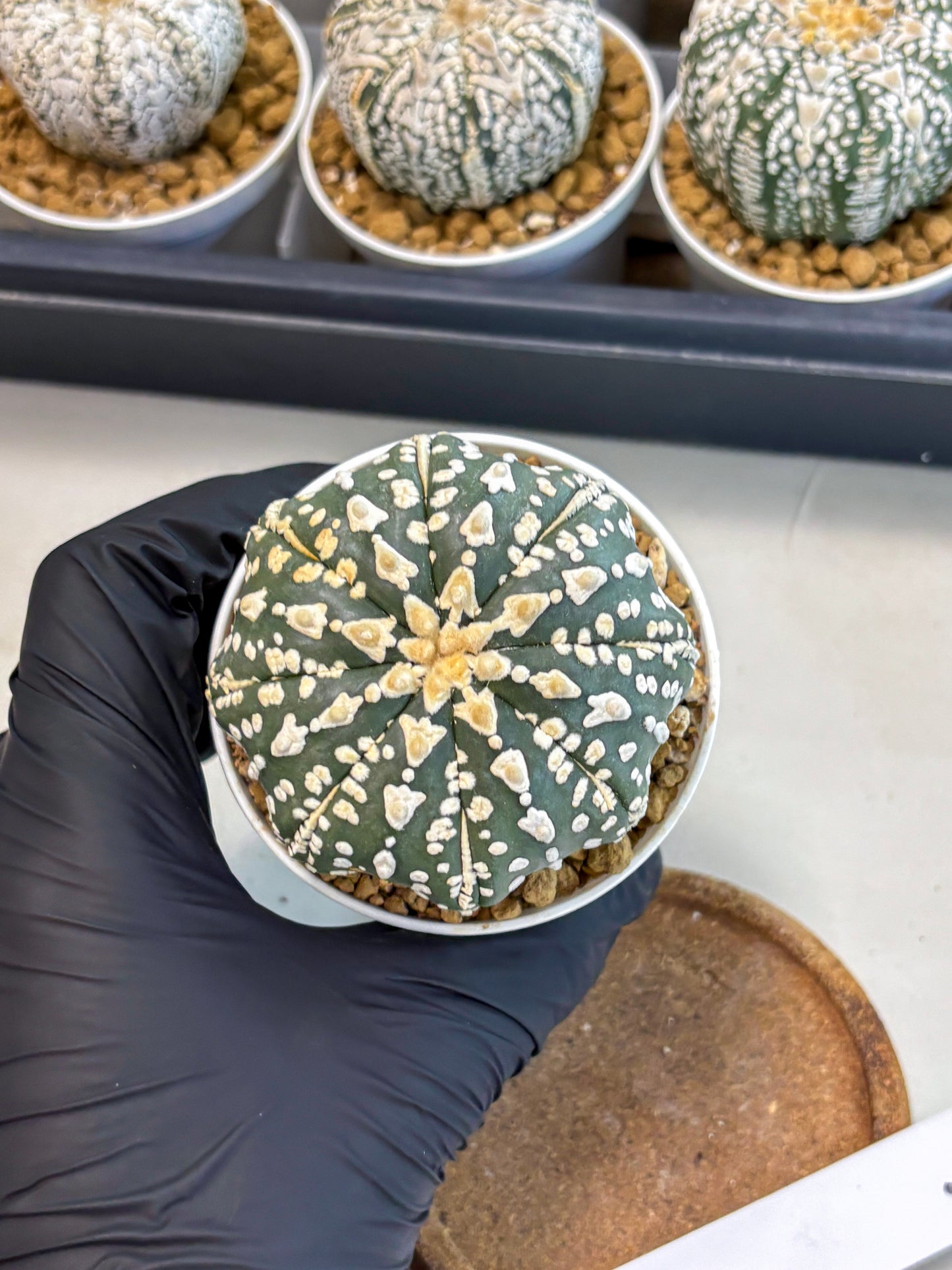 Astrophytum V-Type (at5) (b7) | Star Cactus