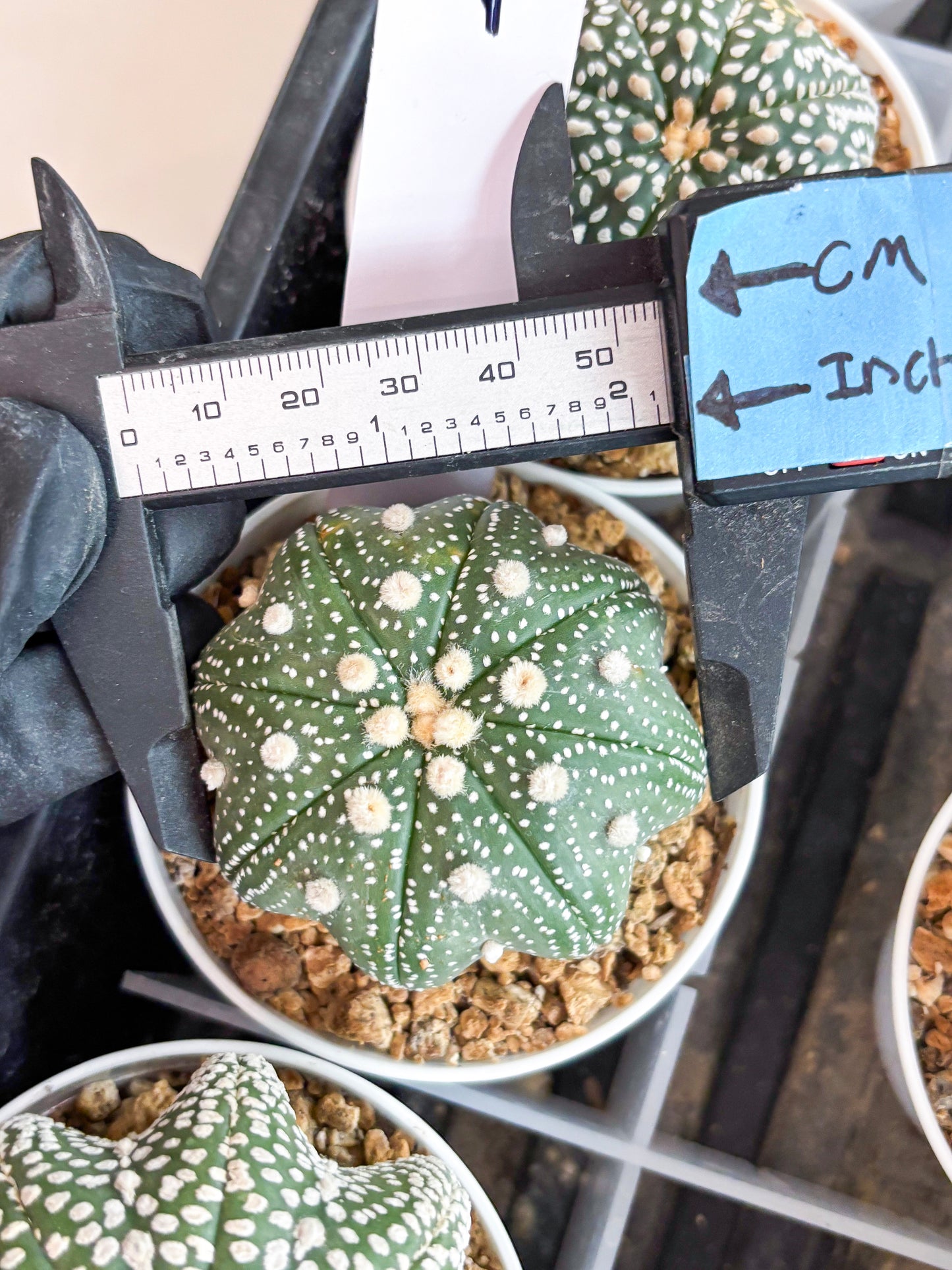 Astrophytum Star Shape (t3) (p4) | 3" Pot