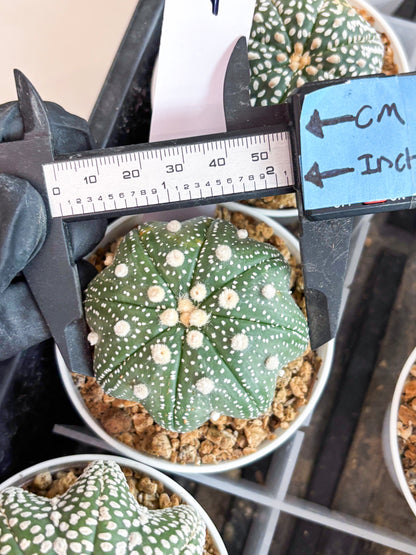Astrophytum Star Shape (t3) (p4) | 3" Pot