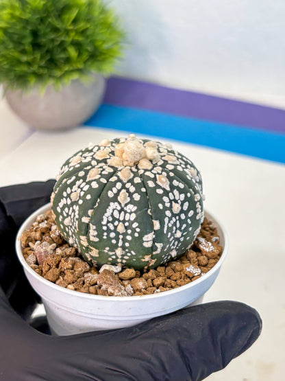 Astrophytum Super Kabuto (at1) (07) | Collection Plant | Rare Cactus