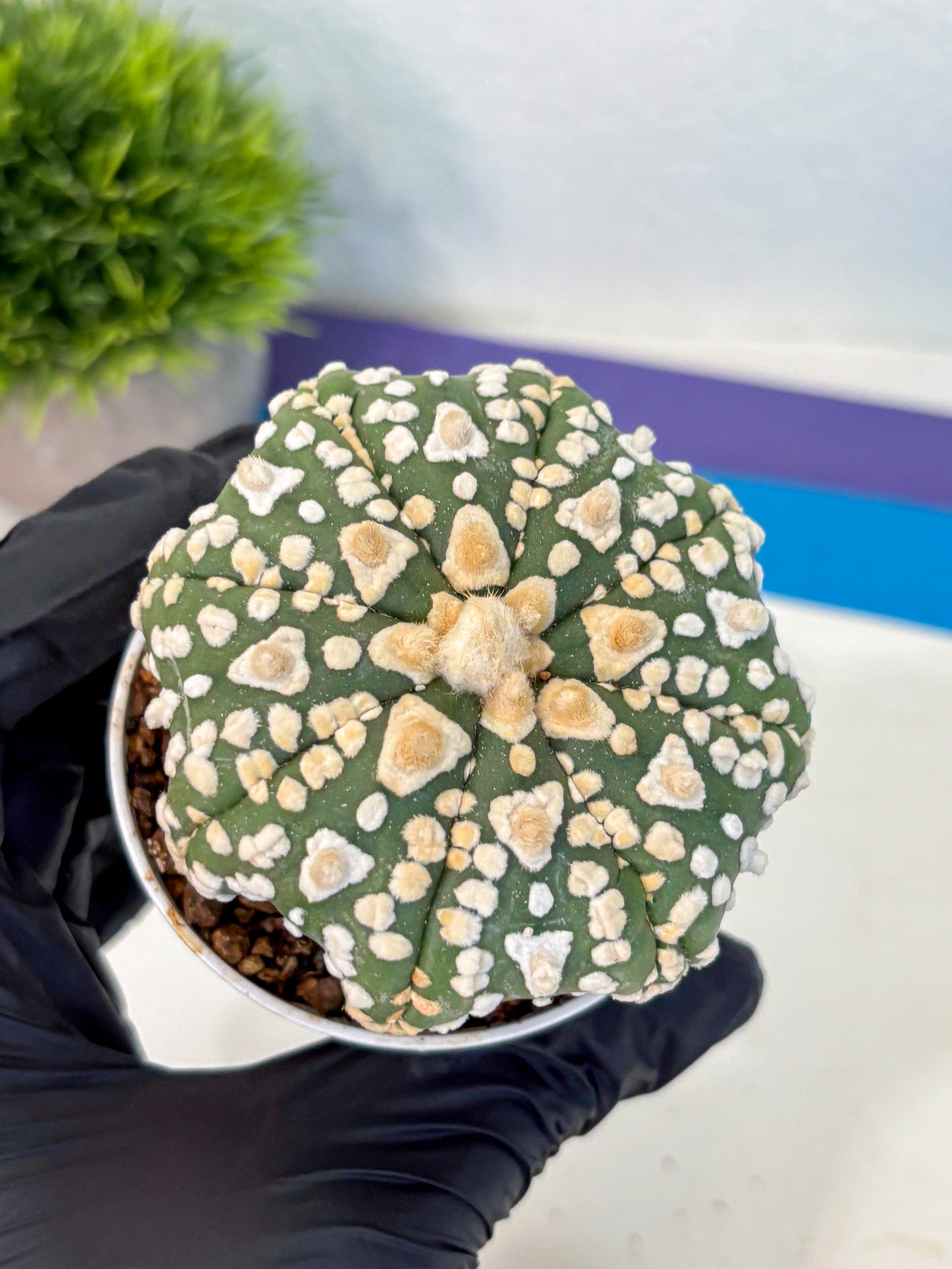 Astrophytum V Type (at4) (07) | Star Cactus