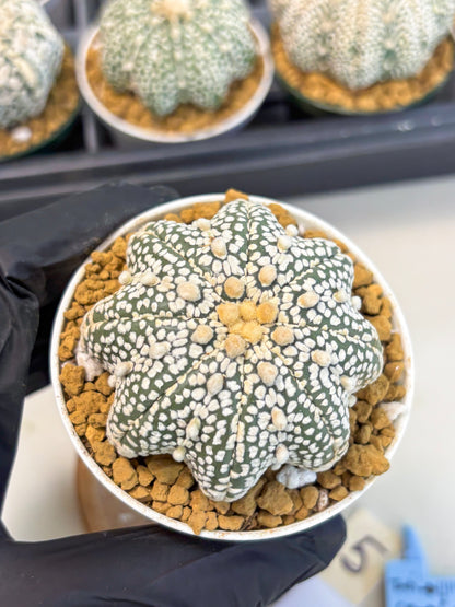 Astrophytum Star Shape (at2) (y5) | Rare Cactus