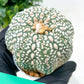 Astrophytum Super Kabuto (#T6A) | Nevada Botanical Shop | 3" Pot