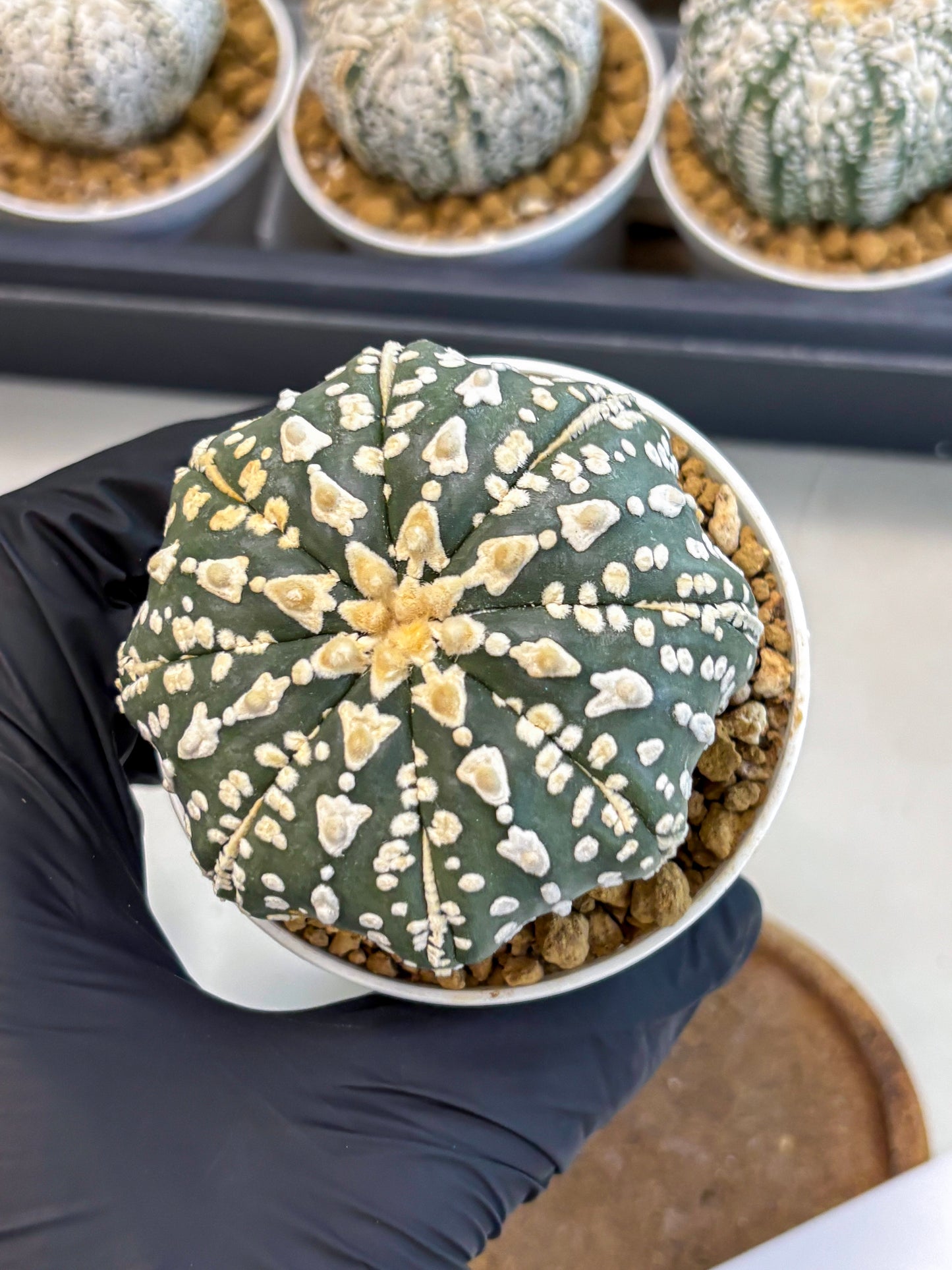 Astrophytum V-Type (at5) (b7) | Star Cactus