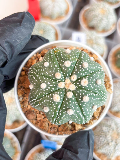 Astrophytum Star Shape (t3) (p4) | 3" Pot