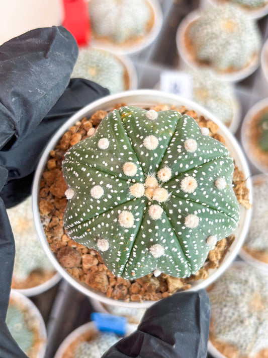 Astrophytum Star Shape (t3) (p4) | 3" Pot