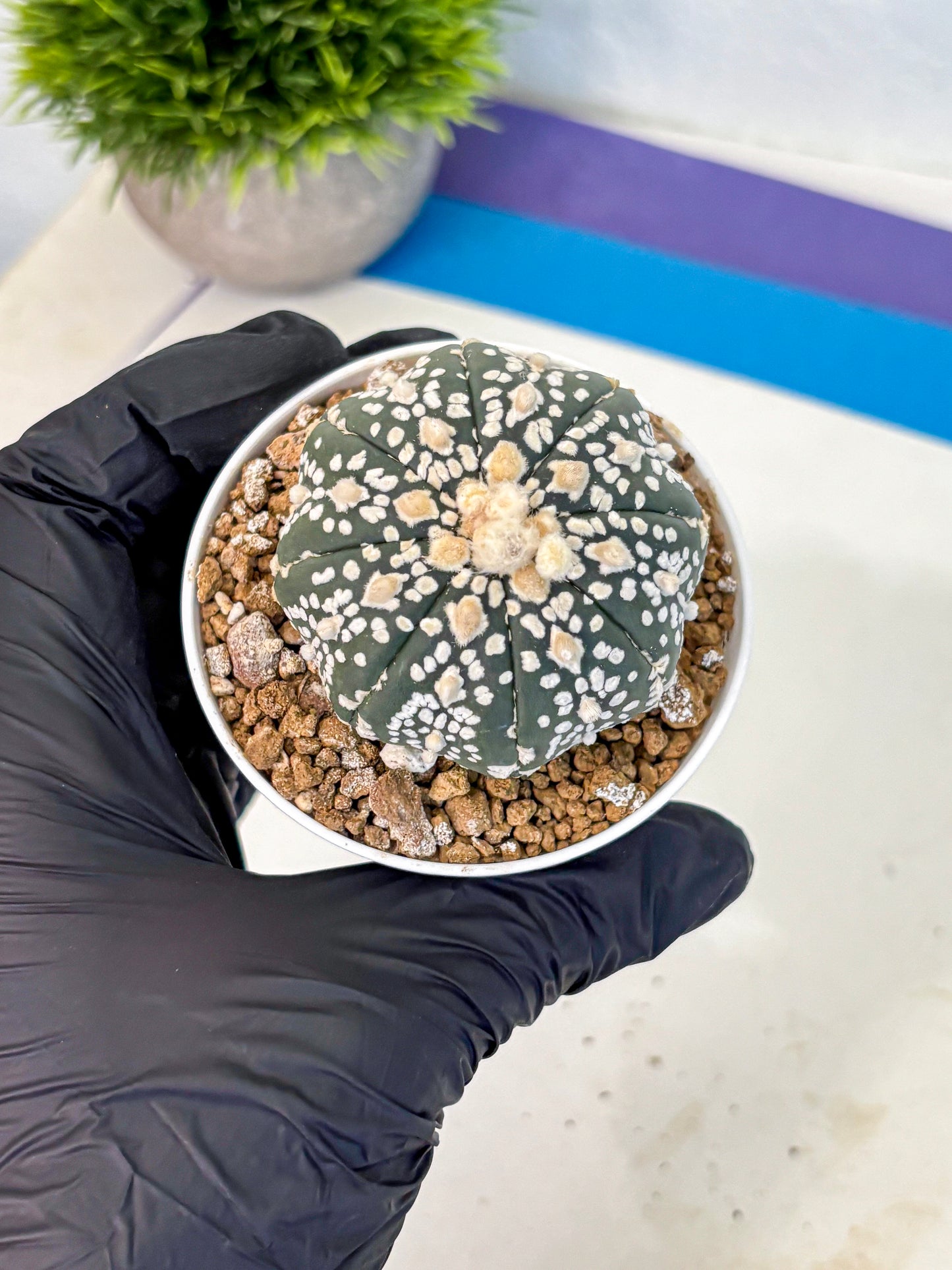 Astrophytum Super Kabuto (at1) (07) | Collection Plant | Rare Cactus