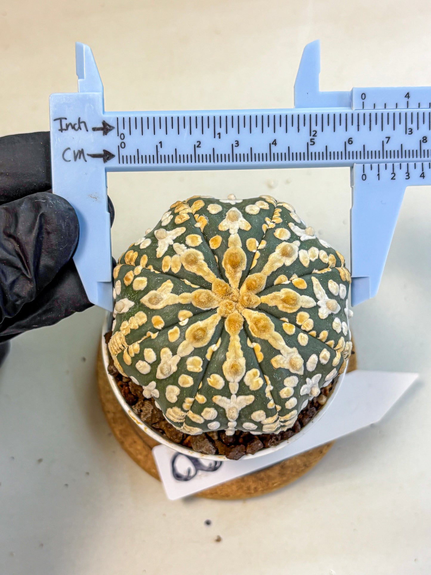 Astrophytum V Type (at4) (08) | Star Cactus