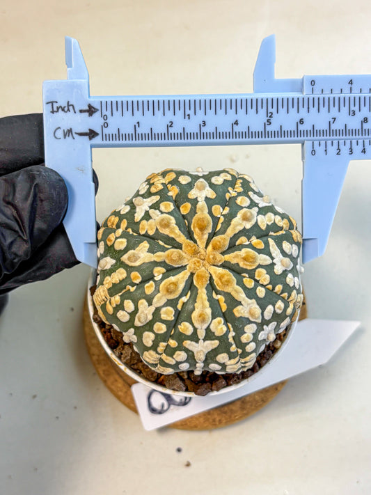 Astrophytum V Type (at4) (08) | Star Cactus