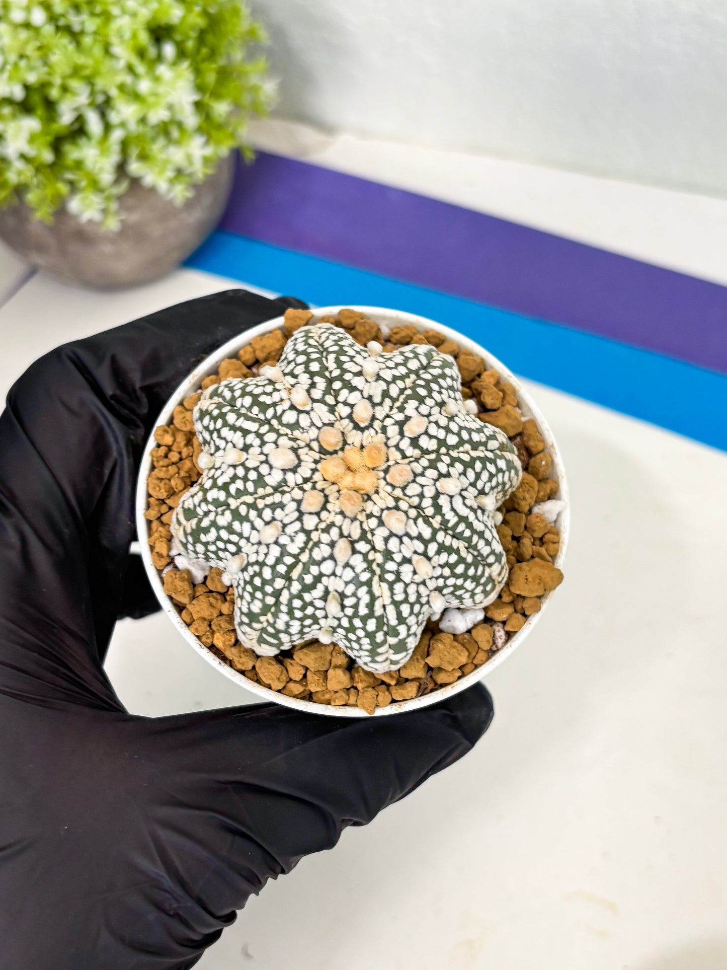 Astrophytum Star Shape (at2) (y5) | Rare Cactus