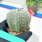 Astrophytum Super Kabuto (#T6A) | Nevada Botanical Shop | 3" Pot