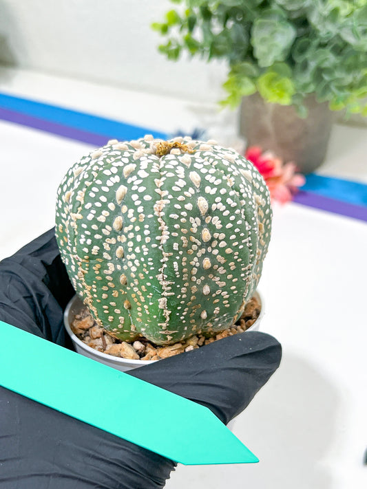Astrophytum Super Kabuto (#T6A) | Nevada Botanical Shop | 3" Pot